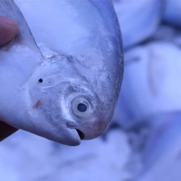 সিলভার রূপচাঁদা – Silver Rupchanda (Silver Pomfret)