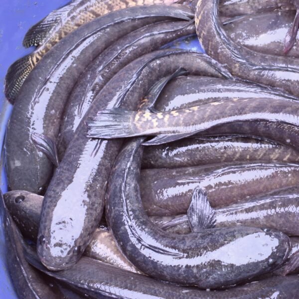 শোল মাছ – Shol Fish(Snakehead Murrel)
