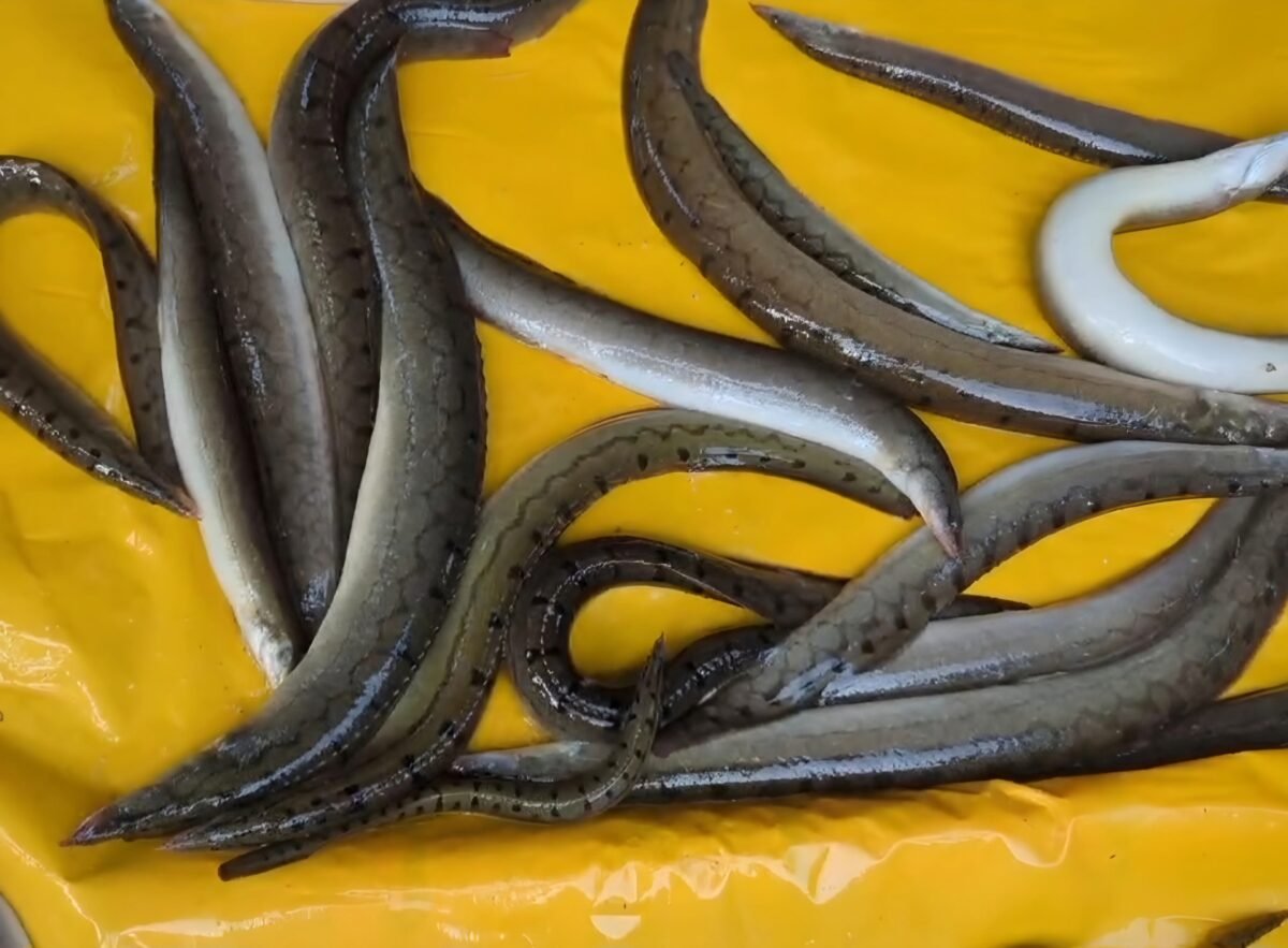 Lots of fresh deshi baim fish