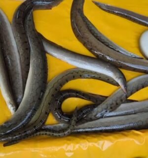 Lots of fresh deshi baim fish