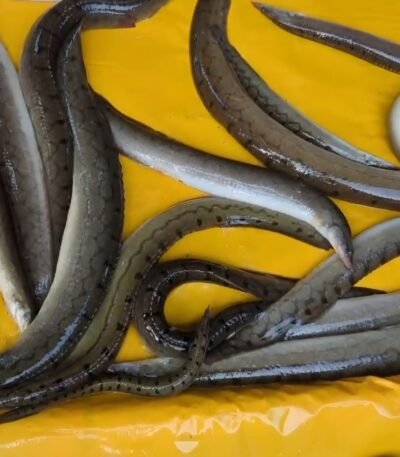 Lots of fresh deshi baim fish