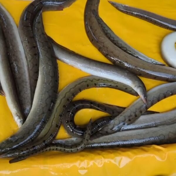 Lots of fresh deshi baim fish