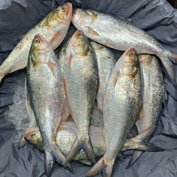 নদীর ইলিশ – Nodir Ilish (River Hilsa)