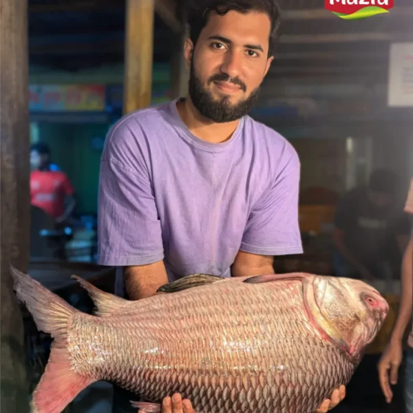 কাতল মাছ - Katol Fish (Katla Fish)