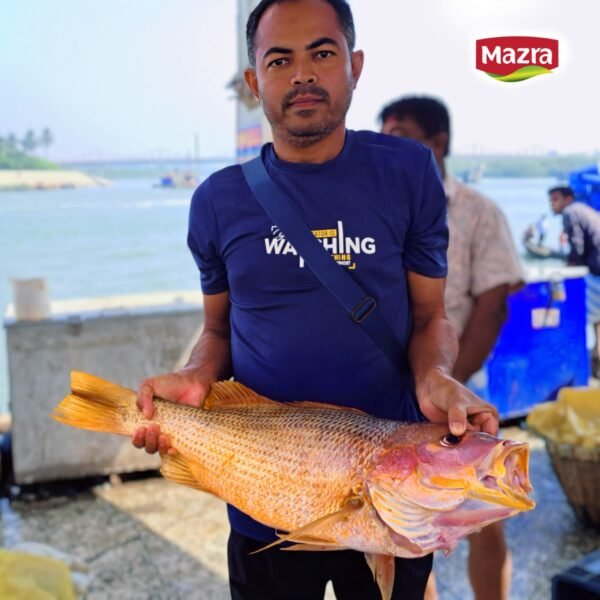সামুদ্রিক লাল কোরাল - Lal Koral (Red Snapper)