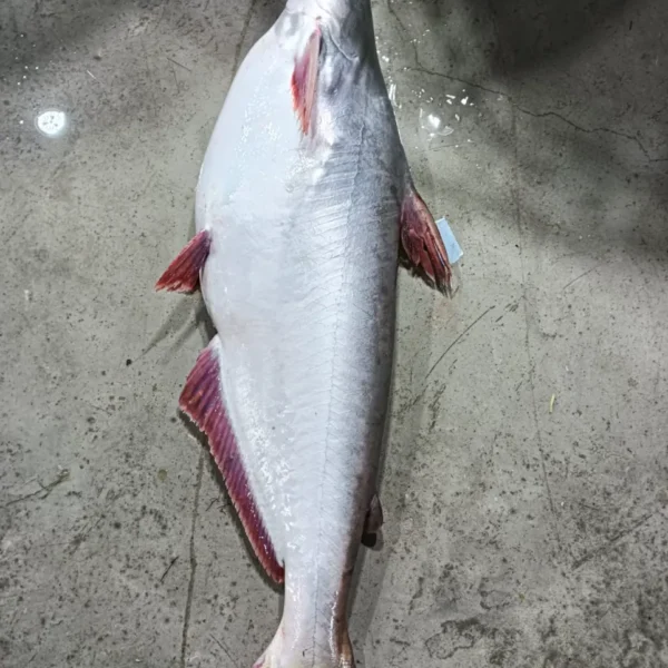 নদীর পাঙ্গাস – Nodir Pangas (River Pangasius fish)