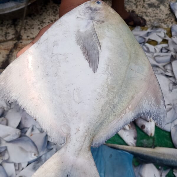 রেগুলার রূপচাঁদা – Regular Rupchanda (500g Size)