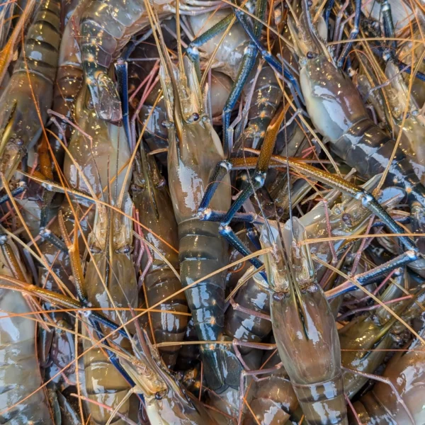 নদীর গলদা চিংড়ি - Golda Chingri