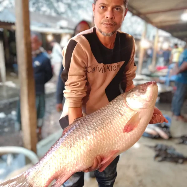 নদীর রুই মাছ - Nodir Rui Fish (Ruhi Fish from River)