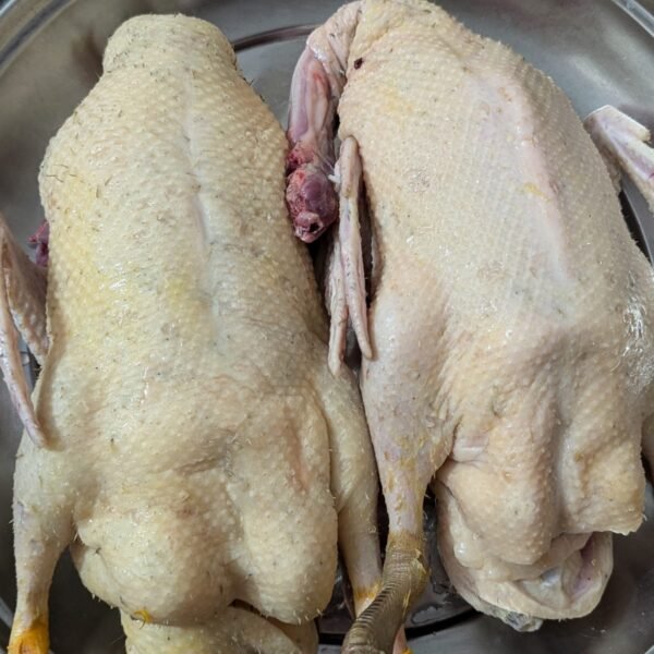 দেশি পাতি হাঁস – Deshi Patihash (Local Duck)