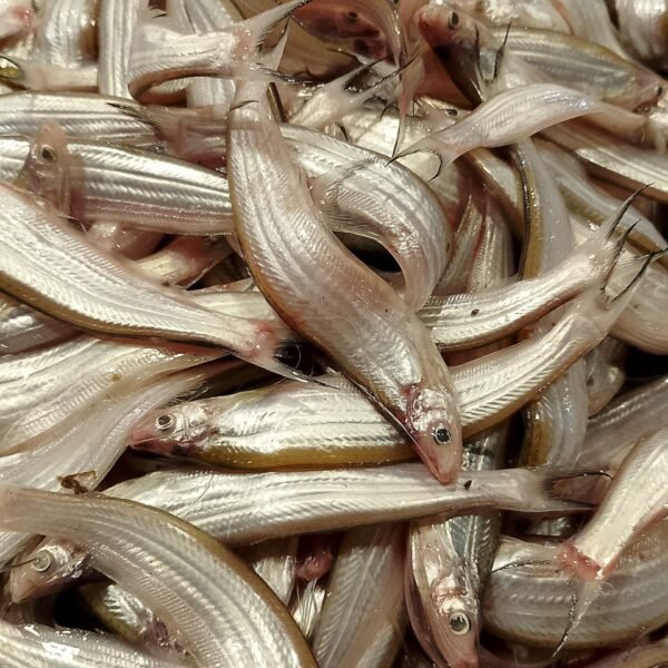 নদীর কাজলী/বাঁশ পাতা মাছ - Kajoli Fish (Ailia Fish)