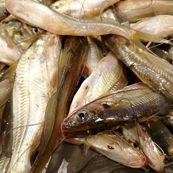 নদীর গুলশা মাছ – Gulsha Fish (Cavasis catfish)