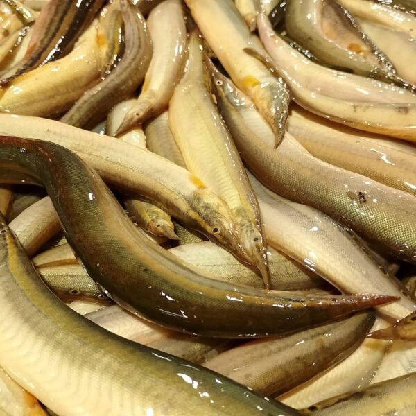 তারাবাইম বড় - Tara Baim Fish (Star Bain Fish)
