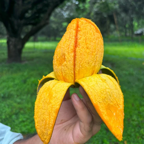 আম্রপালি আম ২২ কেজি (Amrapali Mango 22kg)